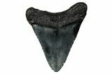 Serrated, Juvenile Megalodon Tooth - South Carolina #340475-1